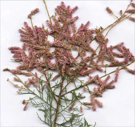 Tamarix gallica (anthera) - гребенщик французский, тамариск галльский